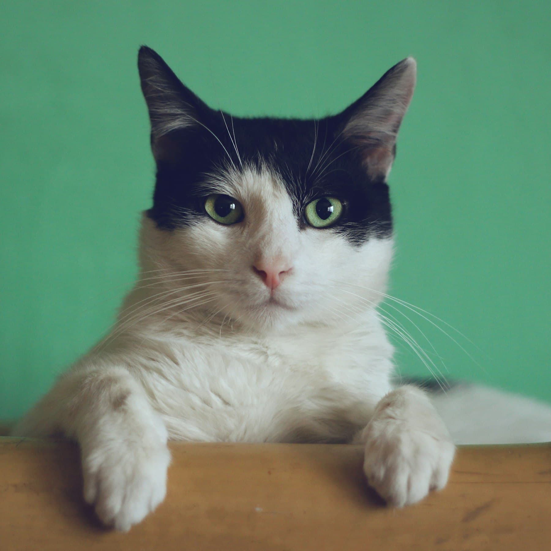 Gato listo para viajar